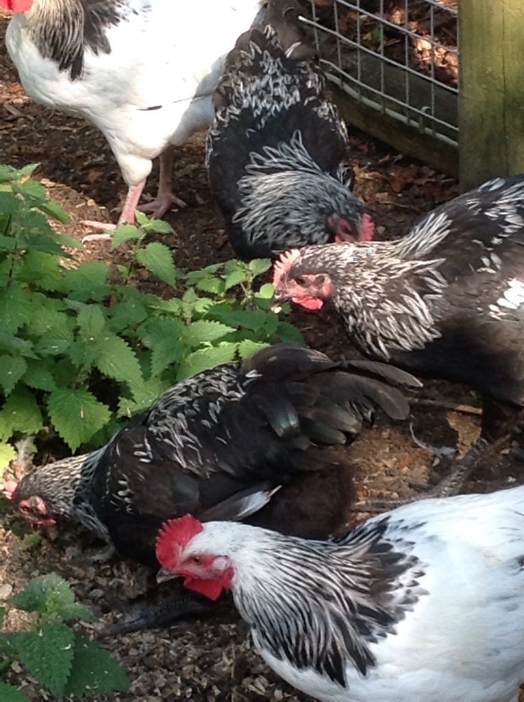 20140701-115230 am-42750923.jpg