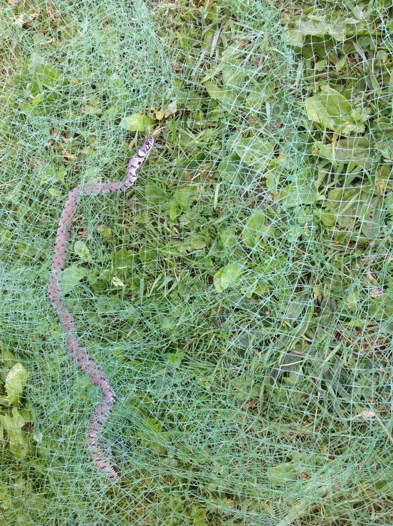 20140714-121726 pm-44246207.jpg