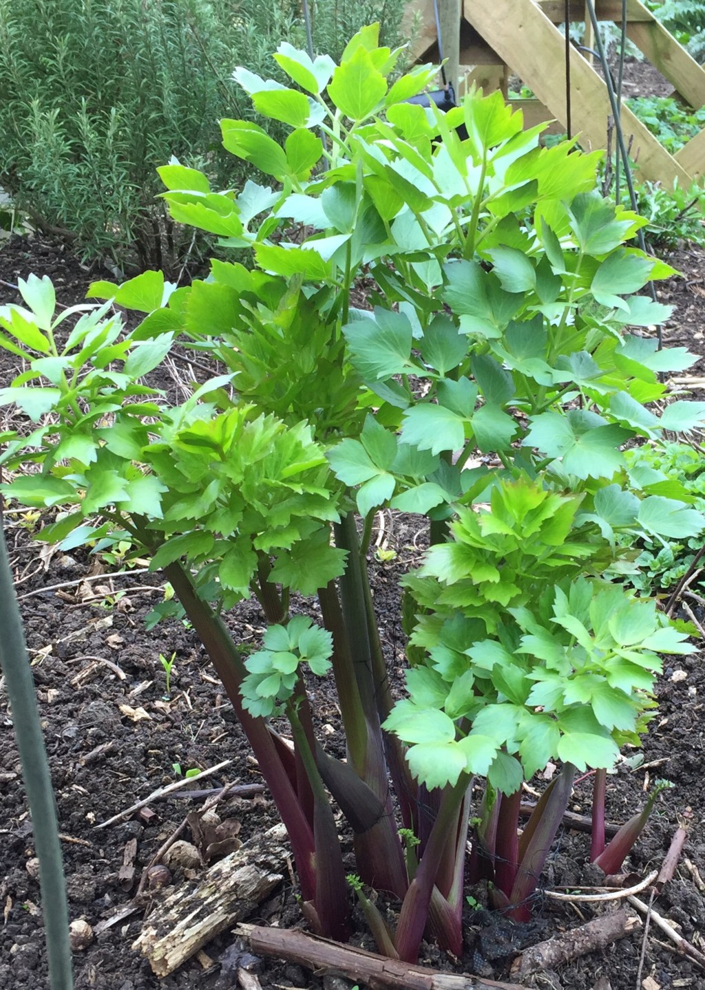 Stats, Lovage and ‘the carpenters herb’ 