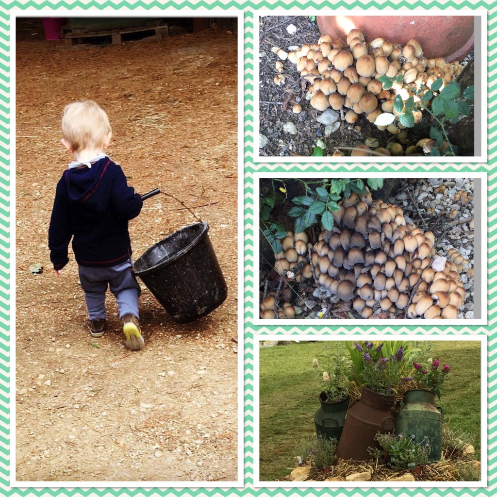 Butterflies, pitta bread & Countryfile Live π