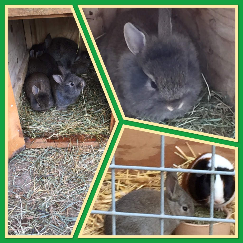 Naughty bunnies, rainy days and Winter celebrations. 