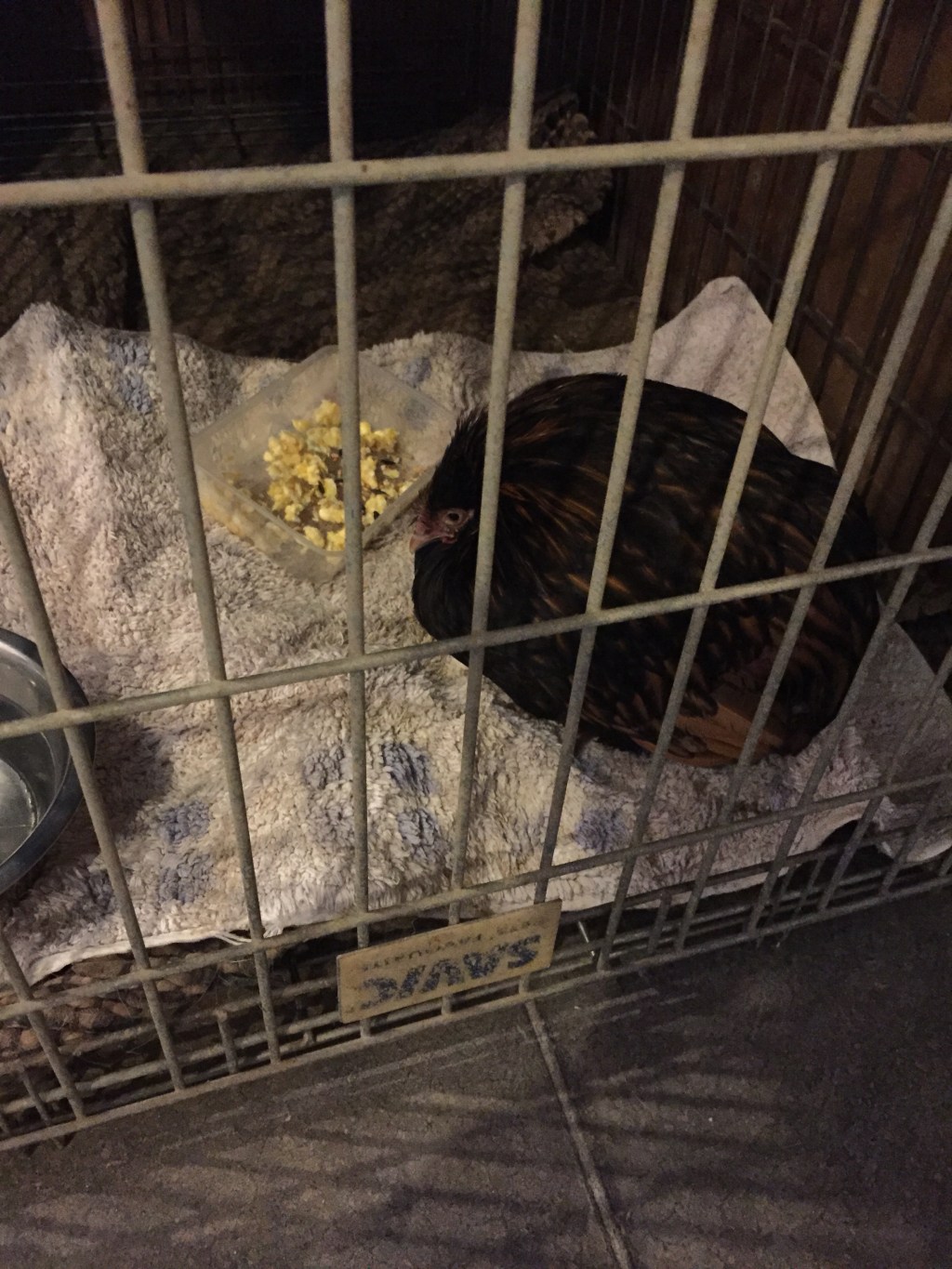 Rouge ferret, sad goodbyes and an eco&nbsp;egg.