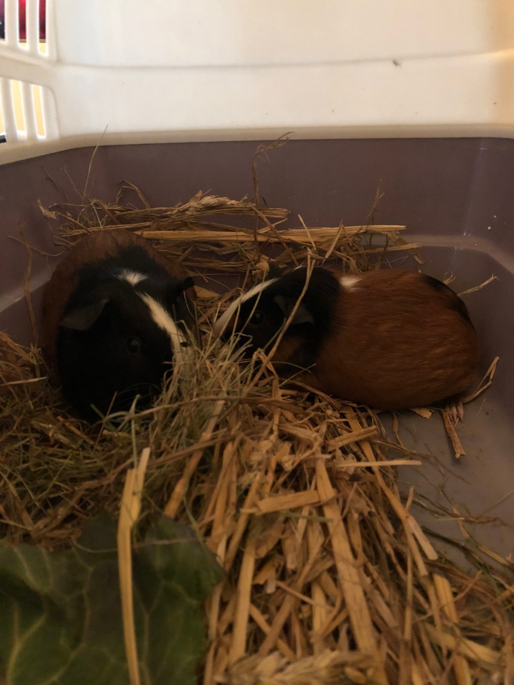 Amazing smells of Spring, First pick of Rhubarb and new Guinea&nbsp;pigs.
