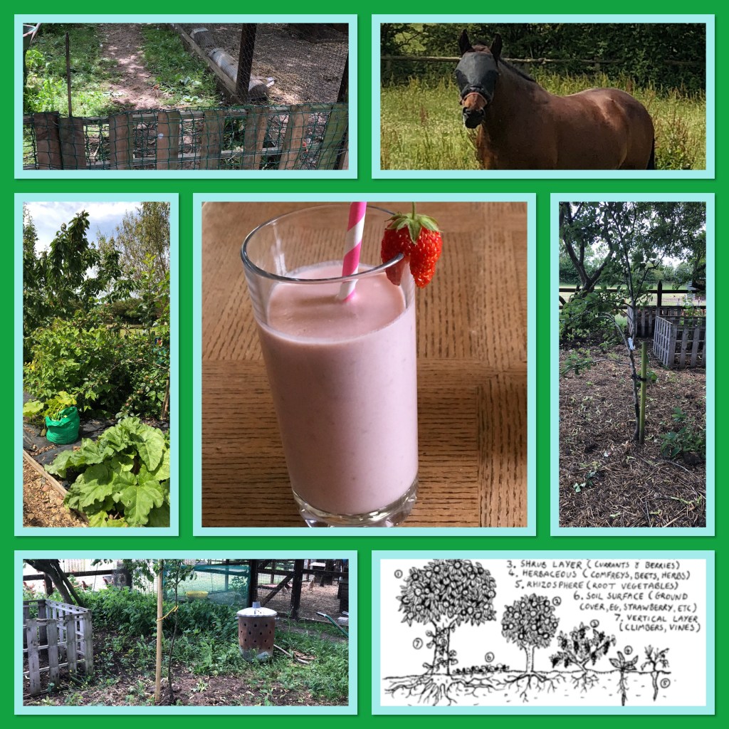 Forest gardening, Midsummer and a Harris&nbsp;Hawk