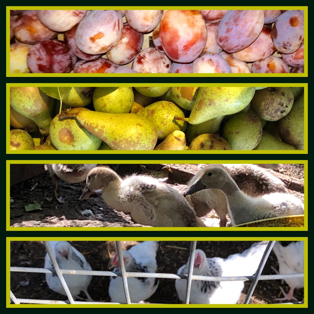 Apples, pears, plums and a whole load of other stuff.