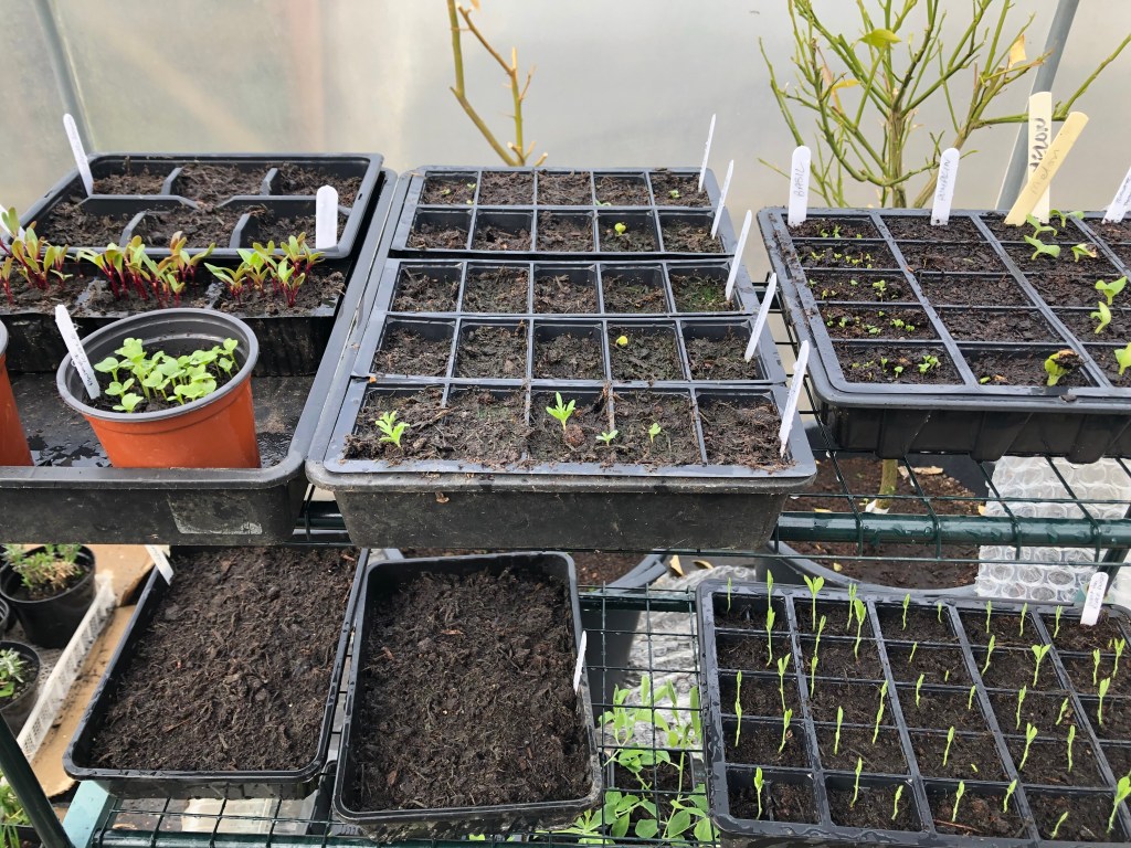 New chicks, a bit of rain, plenty of gardening.