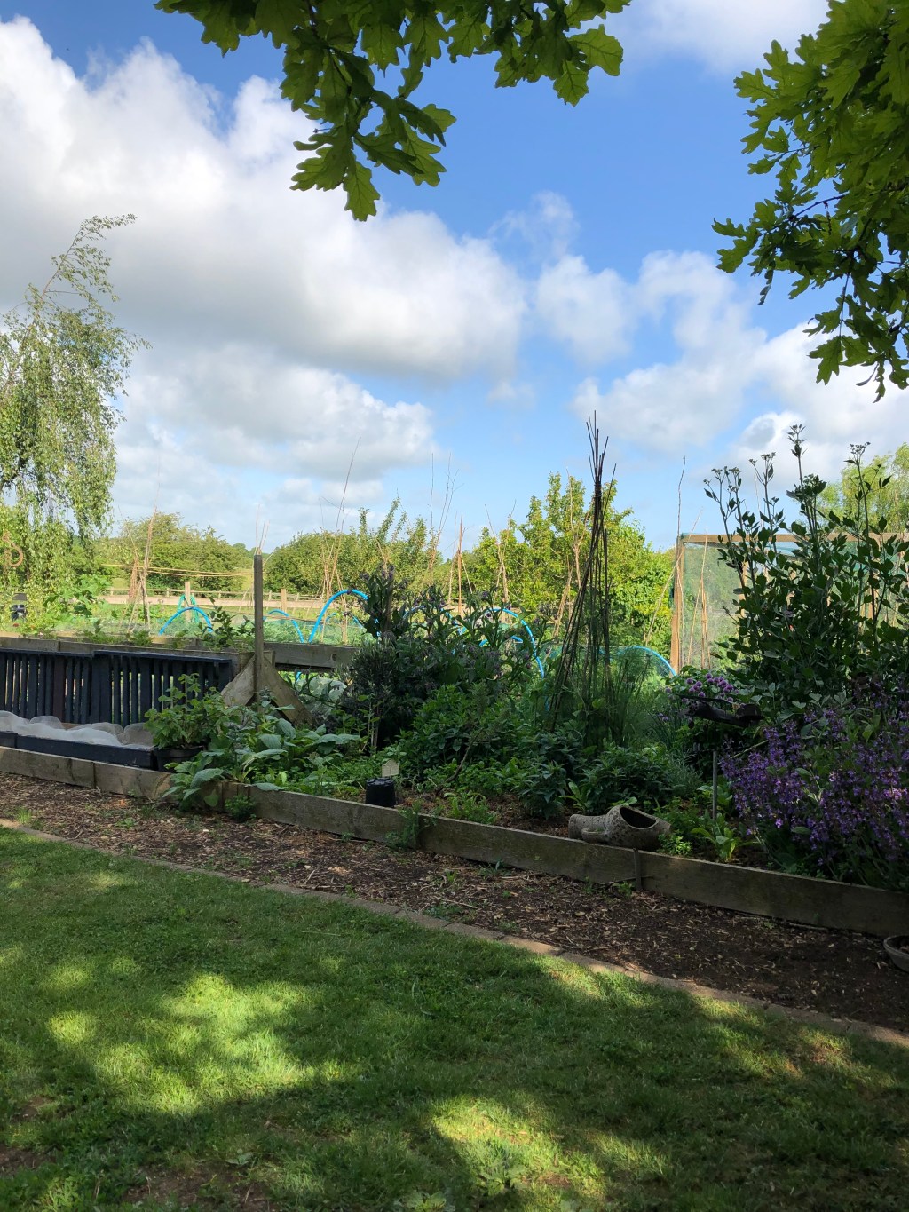 Last of the planting, some picking & Johns birthday
