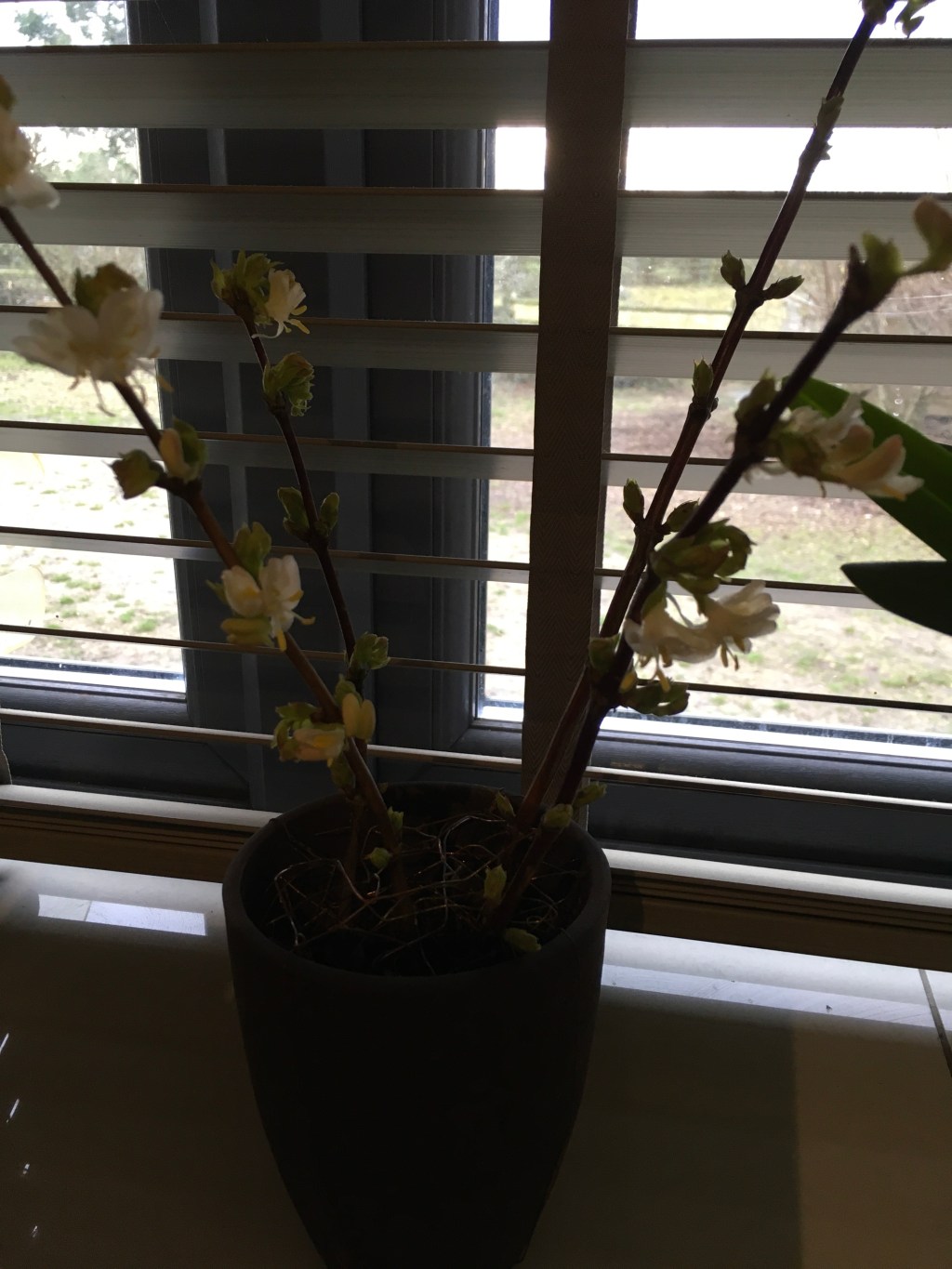 Back to normal, stuff to sort & Winter flowering shrubs.