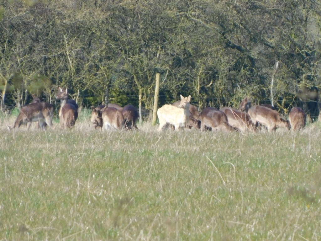 Glorious days, another rabbit & work, work,&nbsp;work.