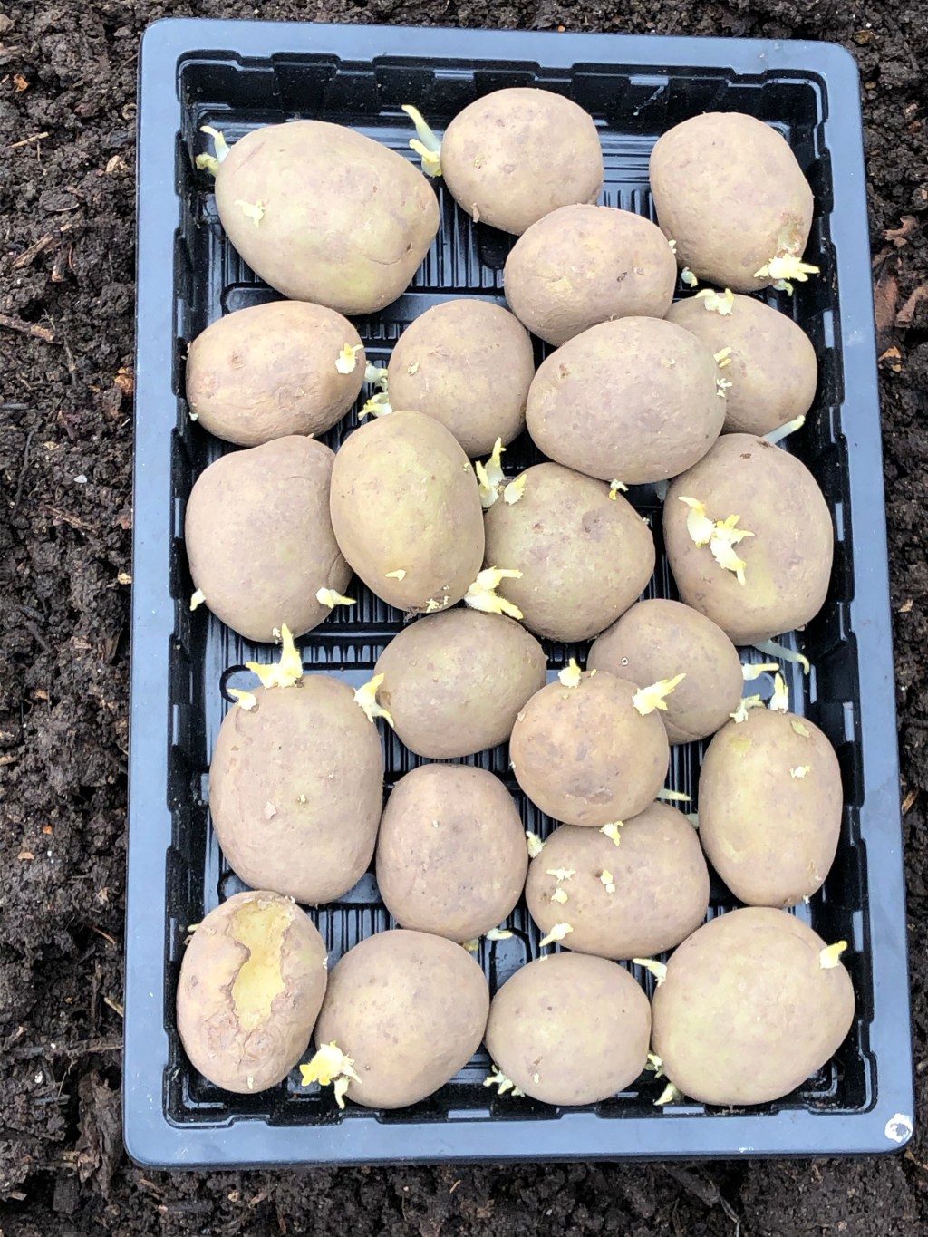 Afternoon tea, potatoes planted & Jobs list ticked&nbsp;off.