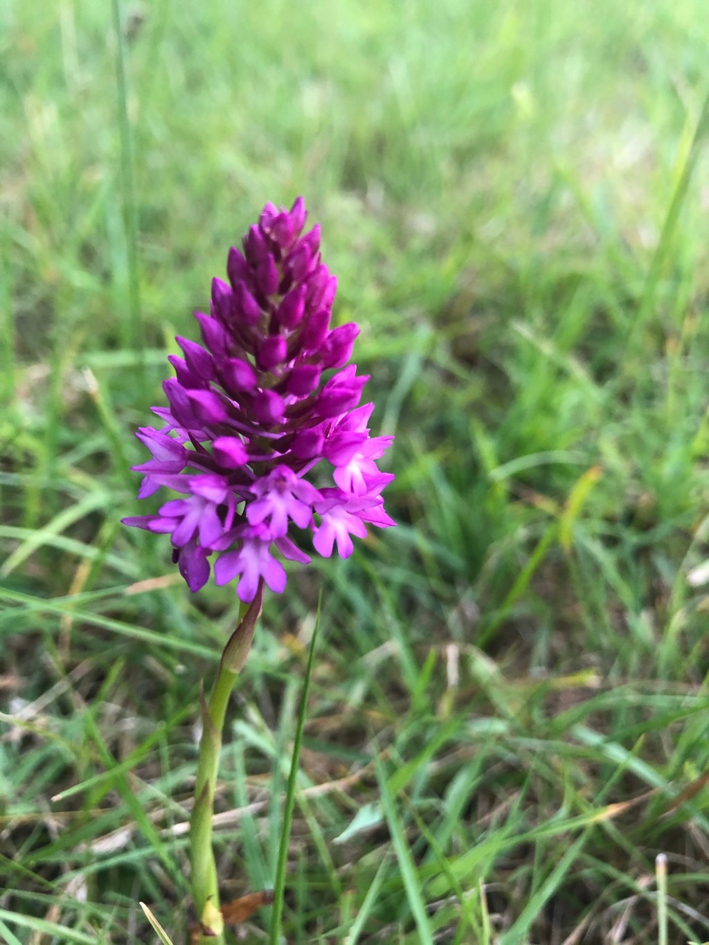 Ladybird larvae, picking begins & pyramid&nbsp;orchids.