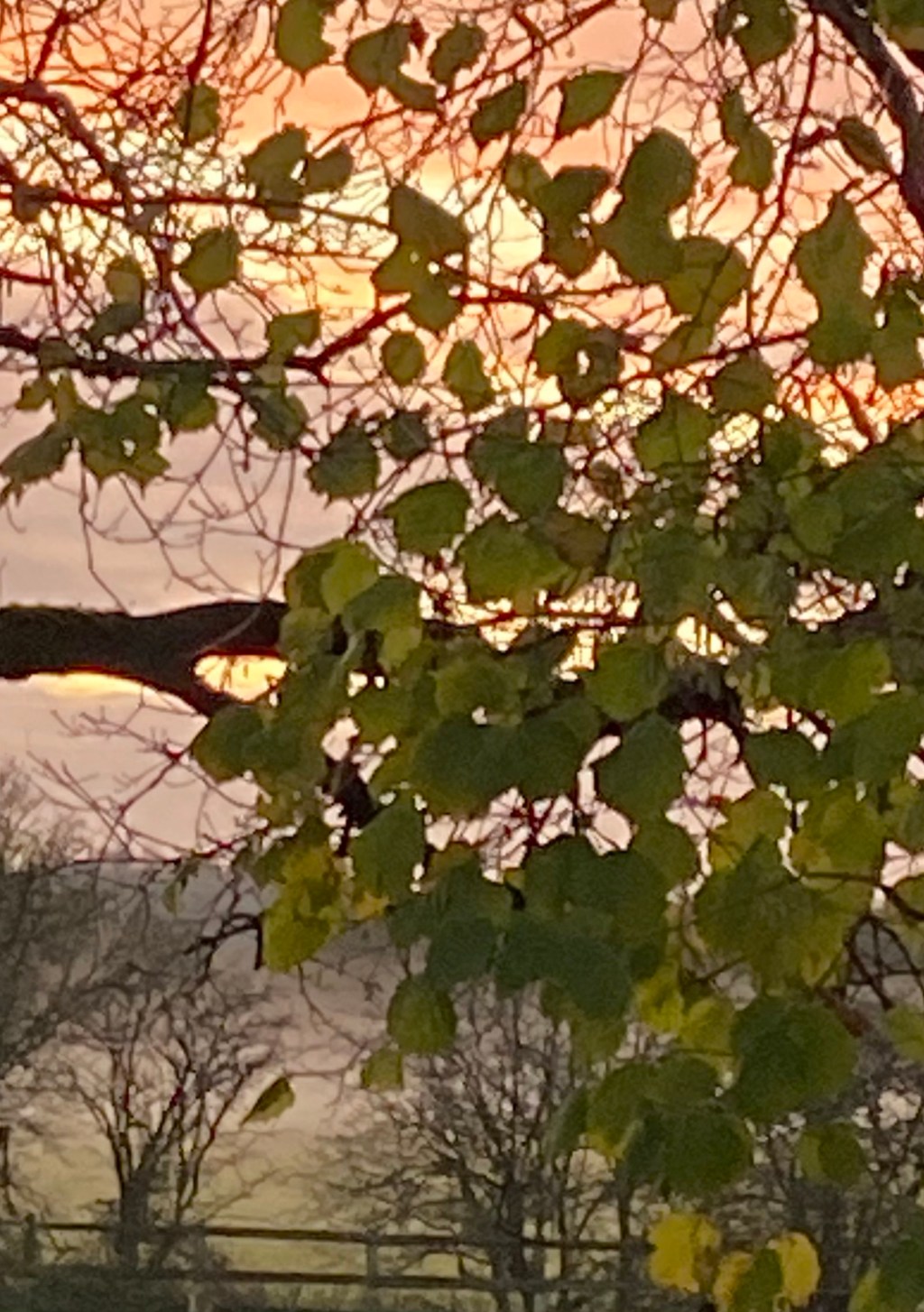 Fog, rain, sunshine, Mincepies&nbsp;&