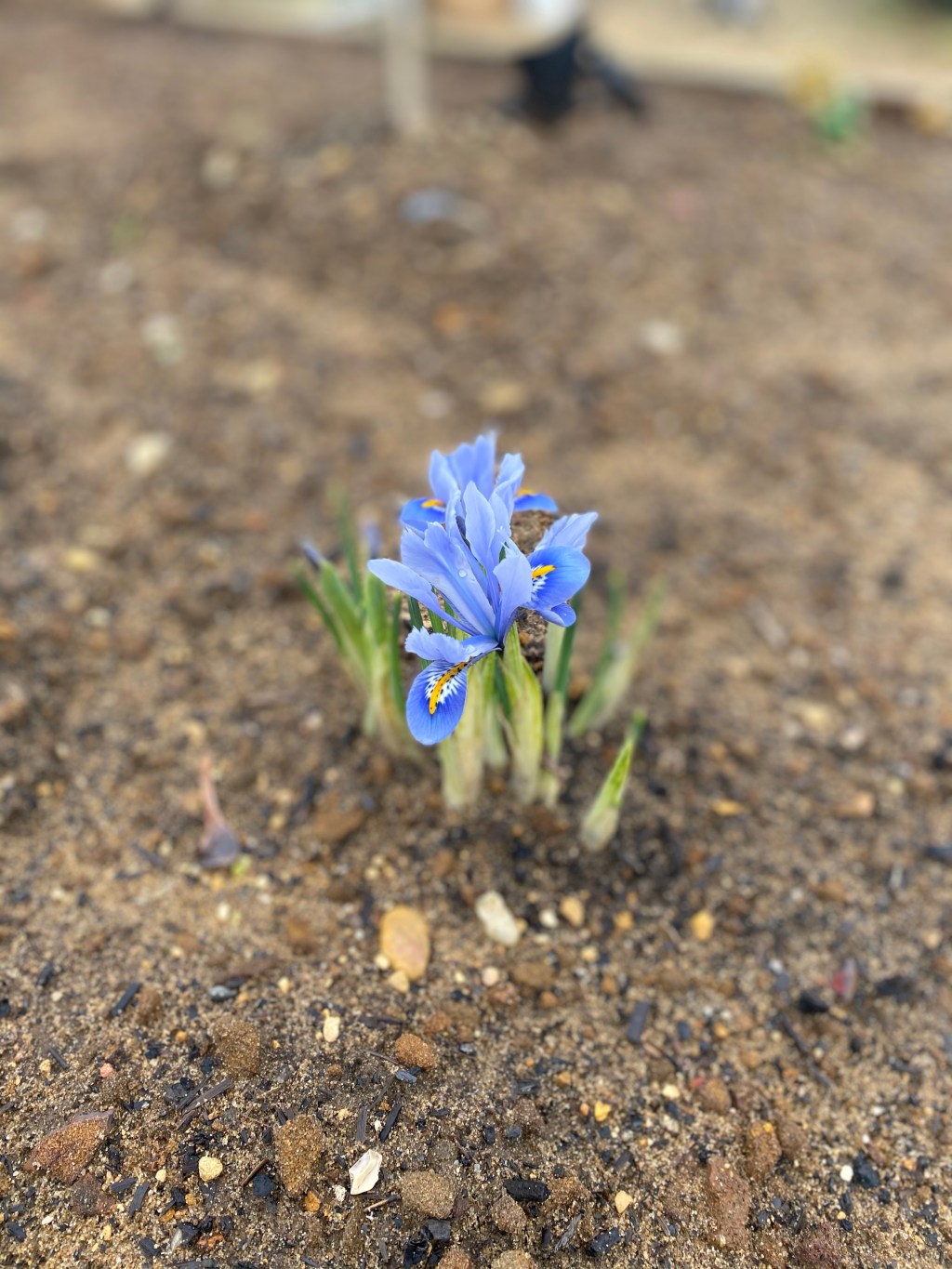 A LOT of rain 🙄, a bit of creativity & Spring is coming (I promise&nbsp;🥰)