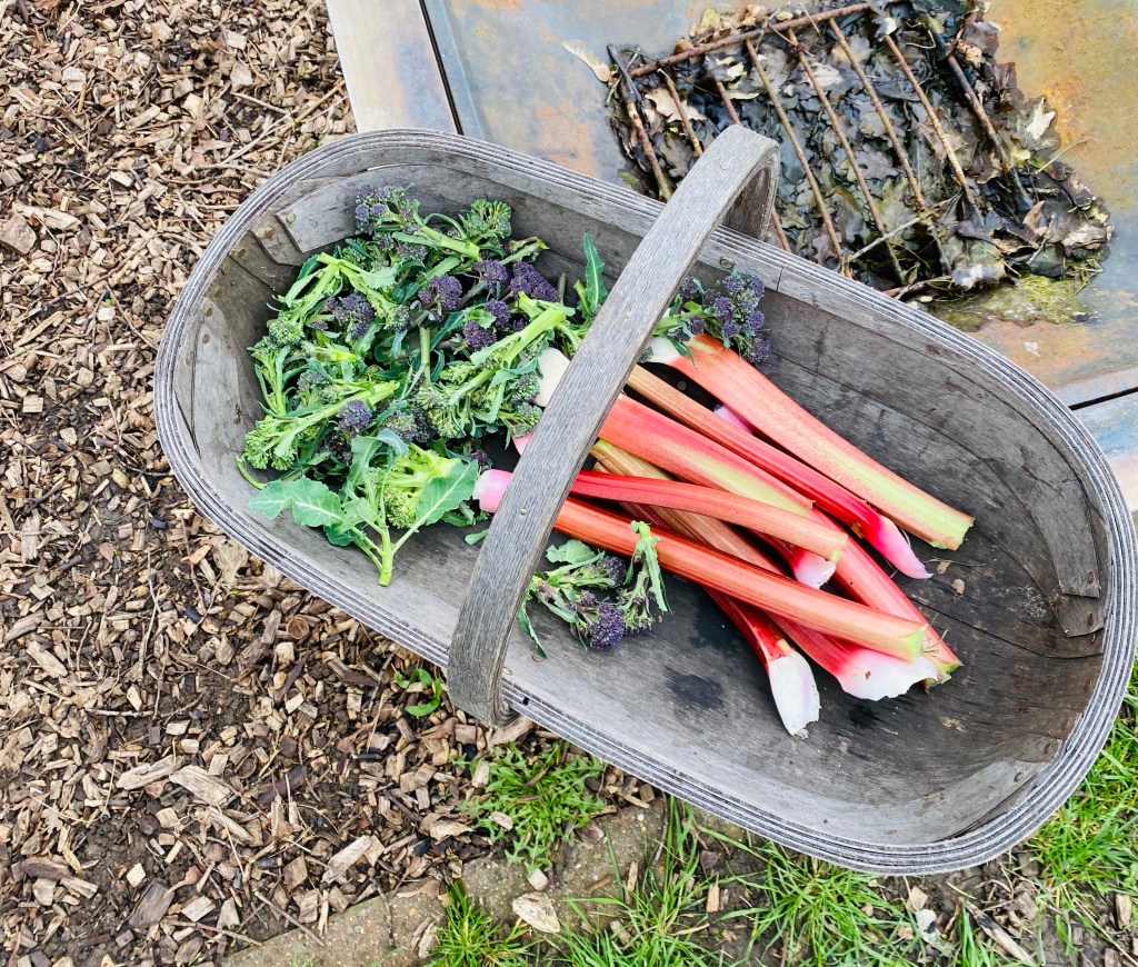 Micro veg masterclass, pricking out & the first crop harvests of the&nbsp;year.