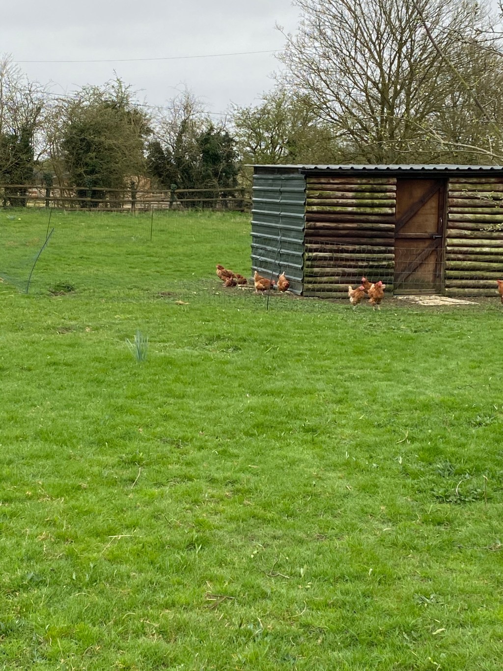 More freedom for us and the hens 😀 some lovely weather & some of the best days for a long time&nbsp;🥰