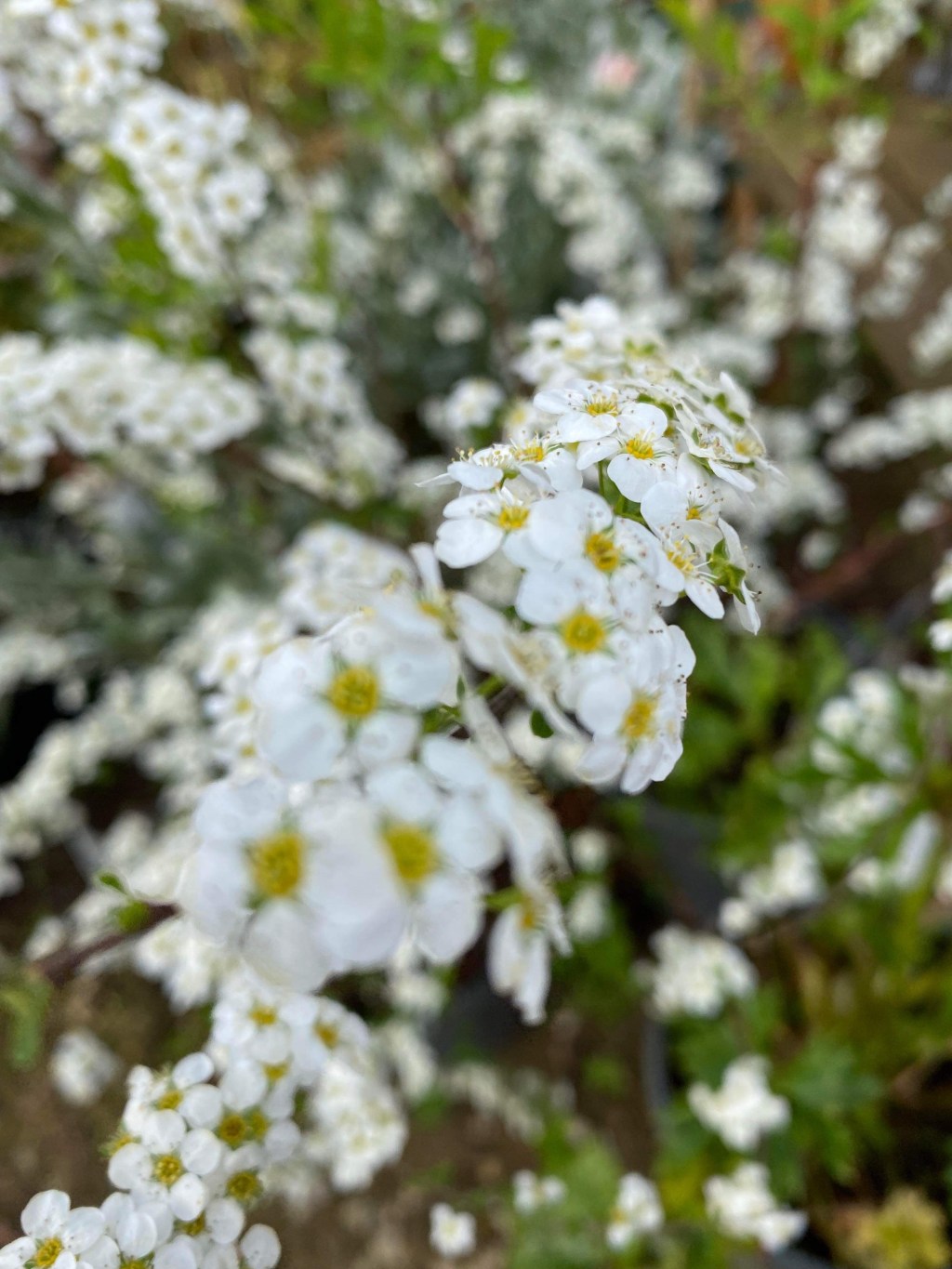 Direct sowing, flower crowns & a steam train ride.