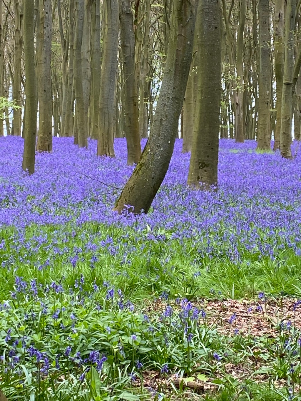 Tulips, Bluebells & other non flower stuff π