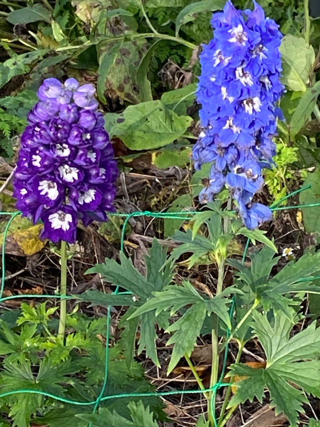 Wreaths, a new path and delphiniums in&nbsp;November!