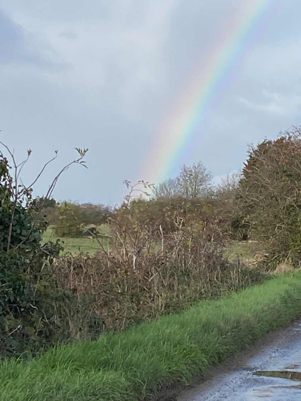 Mince pies, flower stand and a rainbow&nbsp;🌈